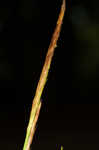 Giant sedge